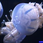 San Francisco - Aquarium