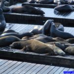 San Francisco - Pier 39