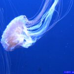 San Francisco - Aquarium