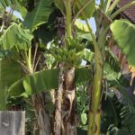 Thailand, Bang Saray